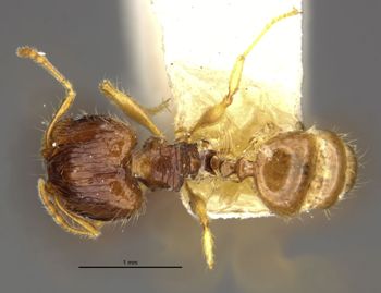 Media type: image;   Entomology 8699 Aspect: habitus dorsal view